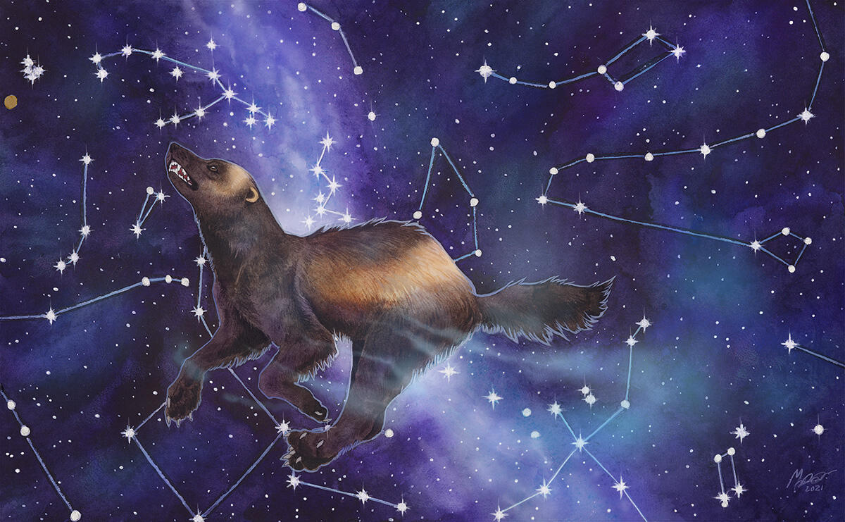 Traditionally painted artwork depicting a wolverine running through a night sky. Real constellation can be found on the background.