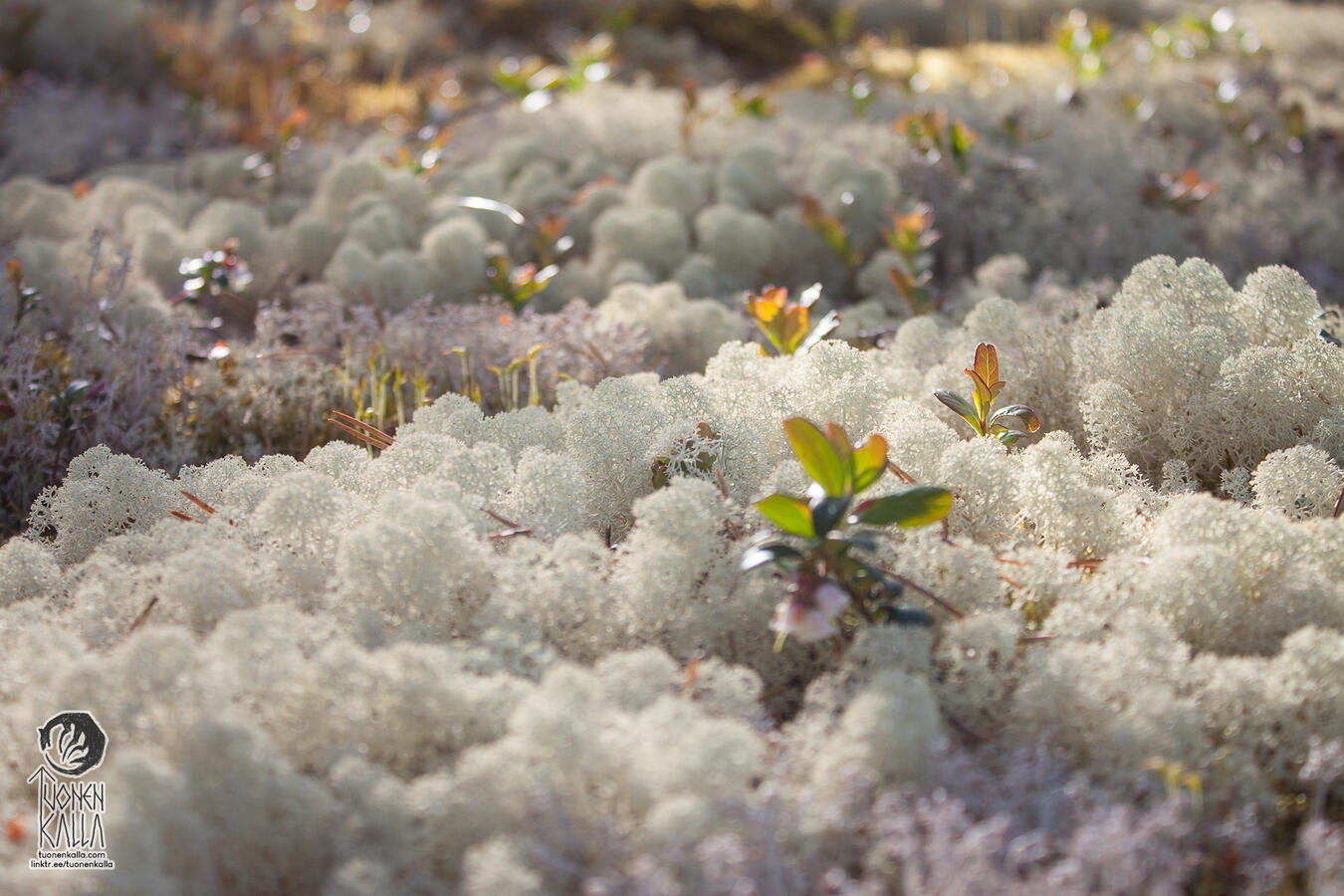 Close-up photograph of the forest floor covered in lichen.