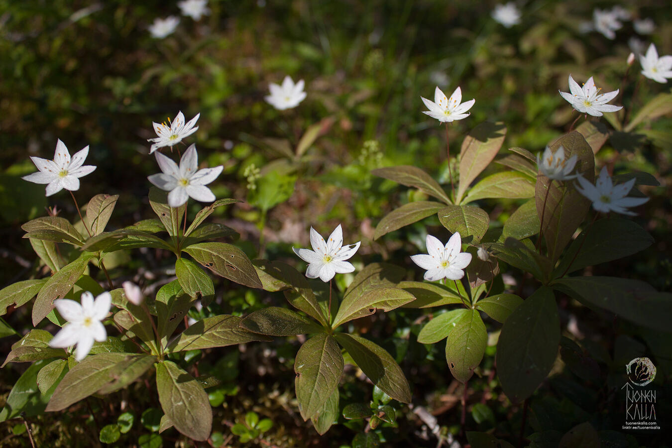 Photograph of many white Lysimachia europaea flowers in the shade of a forest.