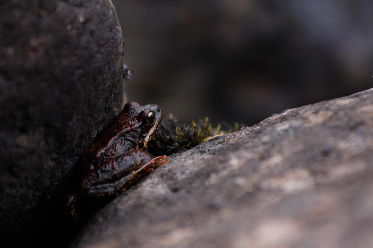 Photograph of a little frog between big stones.