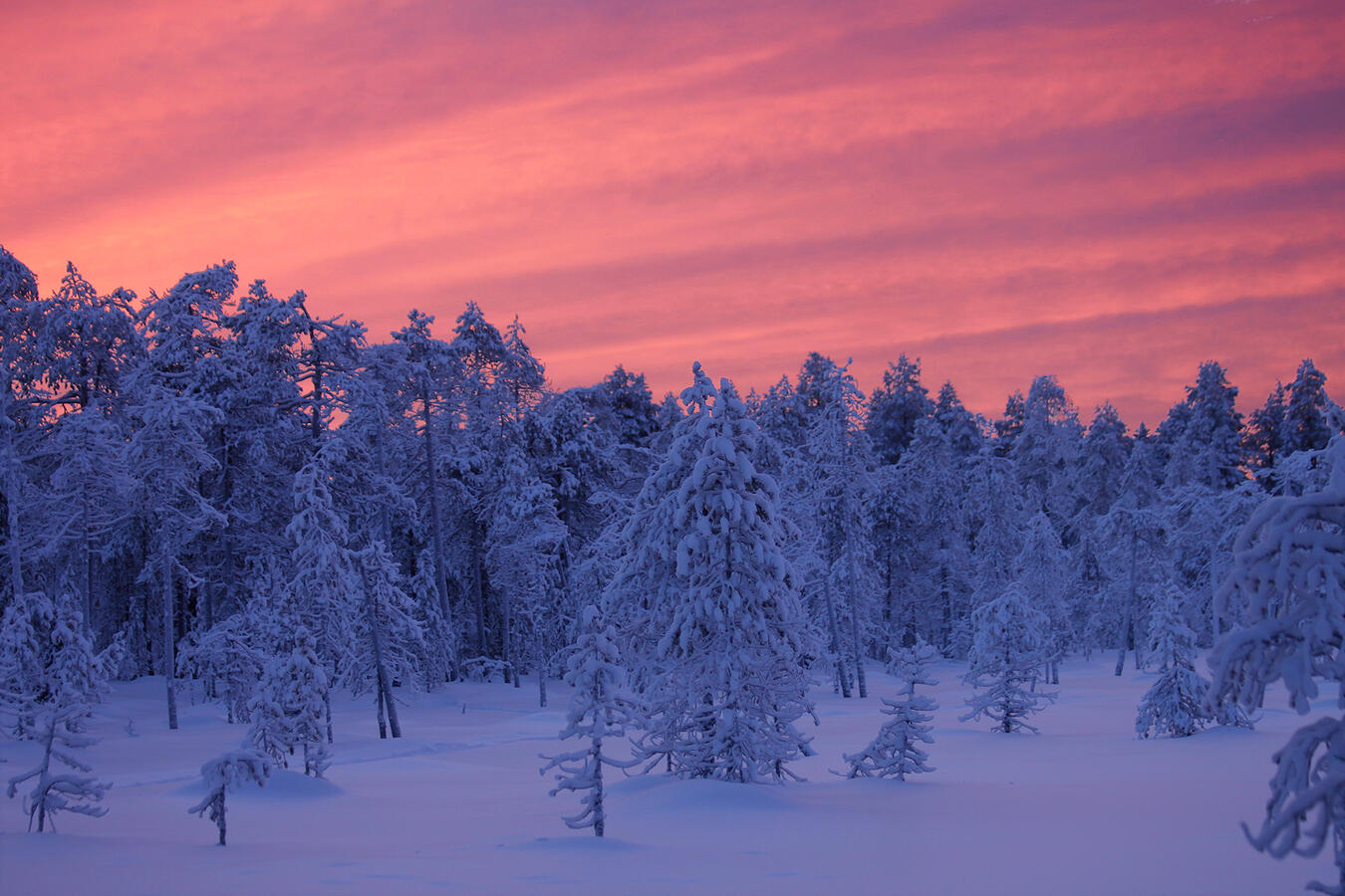 Photograph of a winter evening, showing pink sky against a light blue snowy ground.