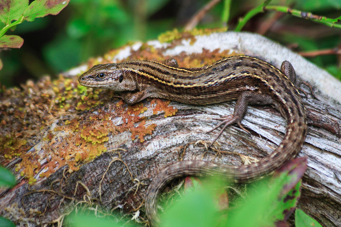 Photograph of a viviparous lizard on the forest floor.