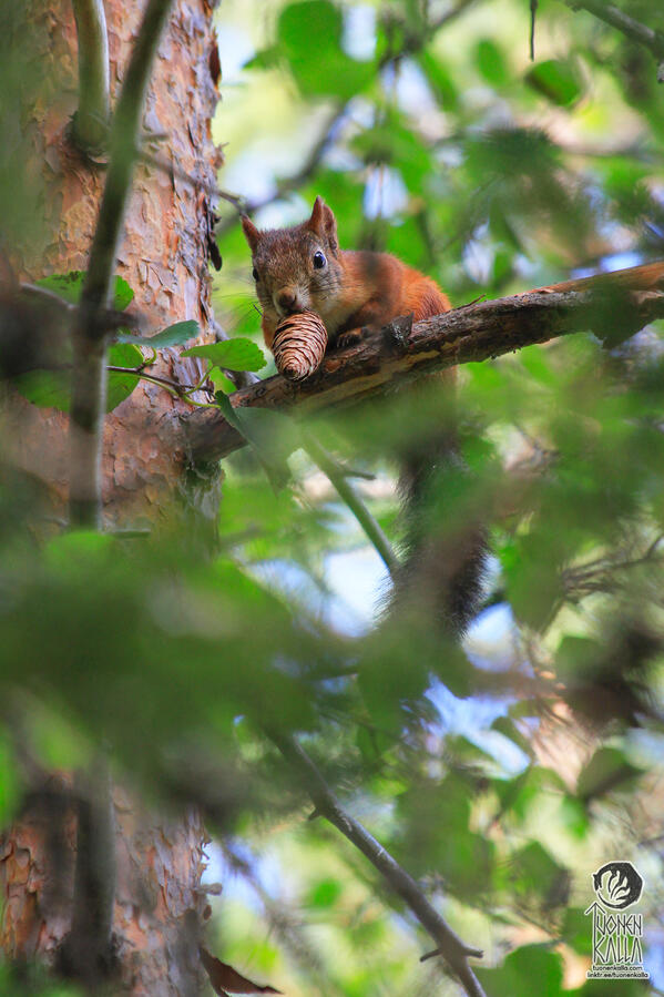 Photograph of a squirrel holding a spruce cone in its mouth.