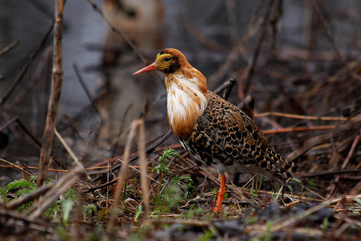 Photograph of a male ruff walking near a shoreline.