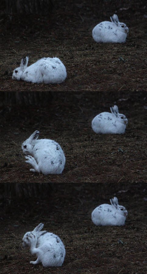 Three photographs of two white hares taking a nap and grooming themselves.