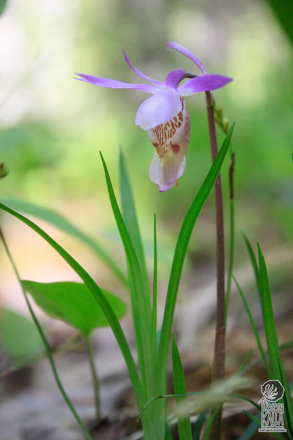 Close-up photograph of a small purple Calypso orchid flower.