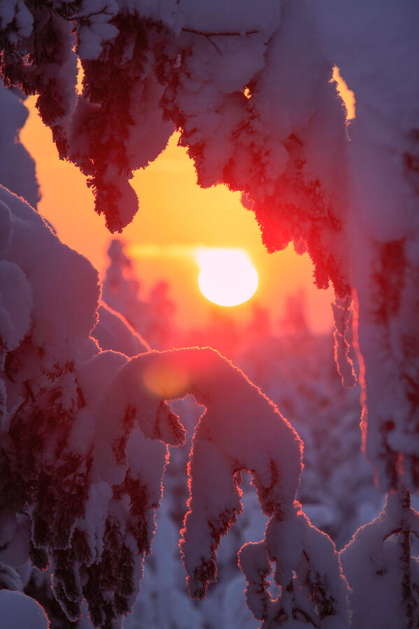 Photograph of a winter sun. The sun colors the environment in almost burning red shades.