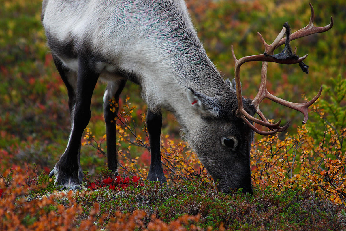 Photograph of a reindeer among the colorful autumn colors at Pallas-Yllästunturi National Park