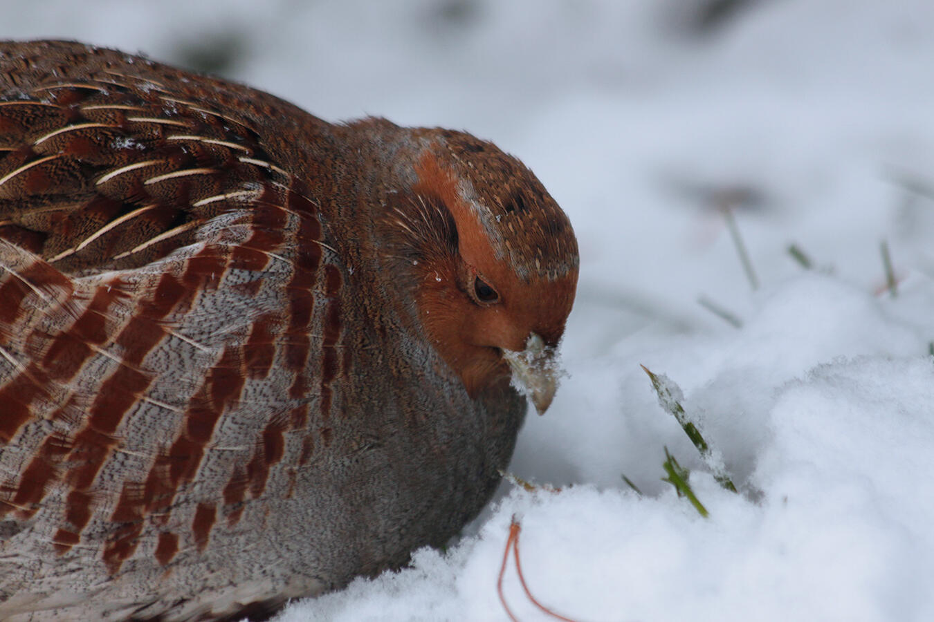 Photograph of a Pardridge in a snow.