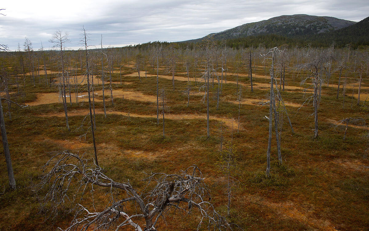 Photograph of a mire in autumn, taken from a watch tower.