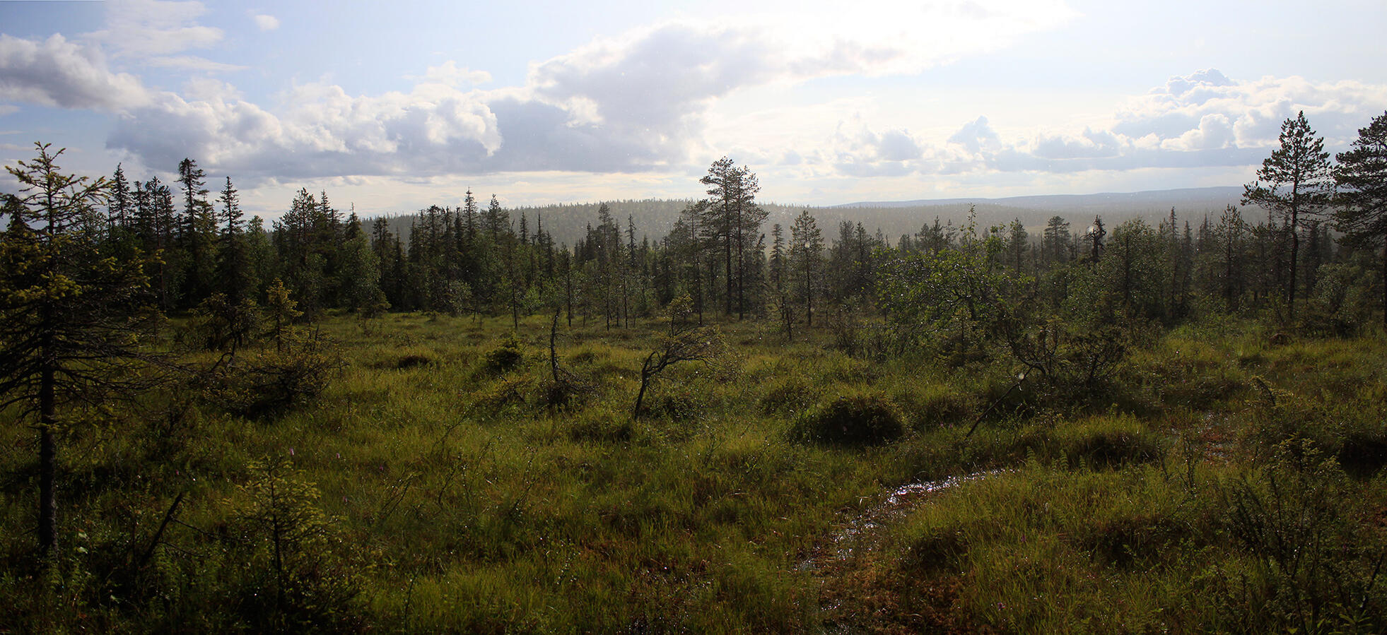 Photograph of a forest after a rain at Salla