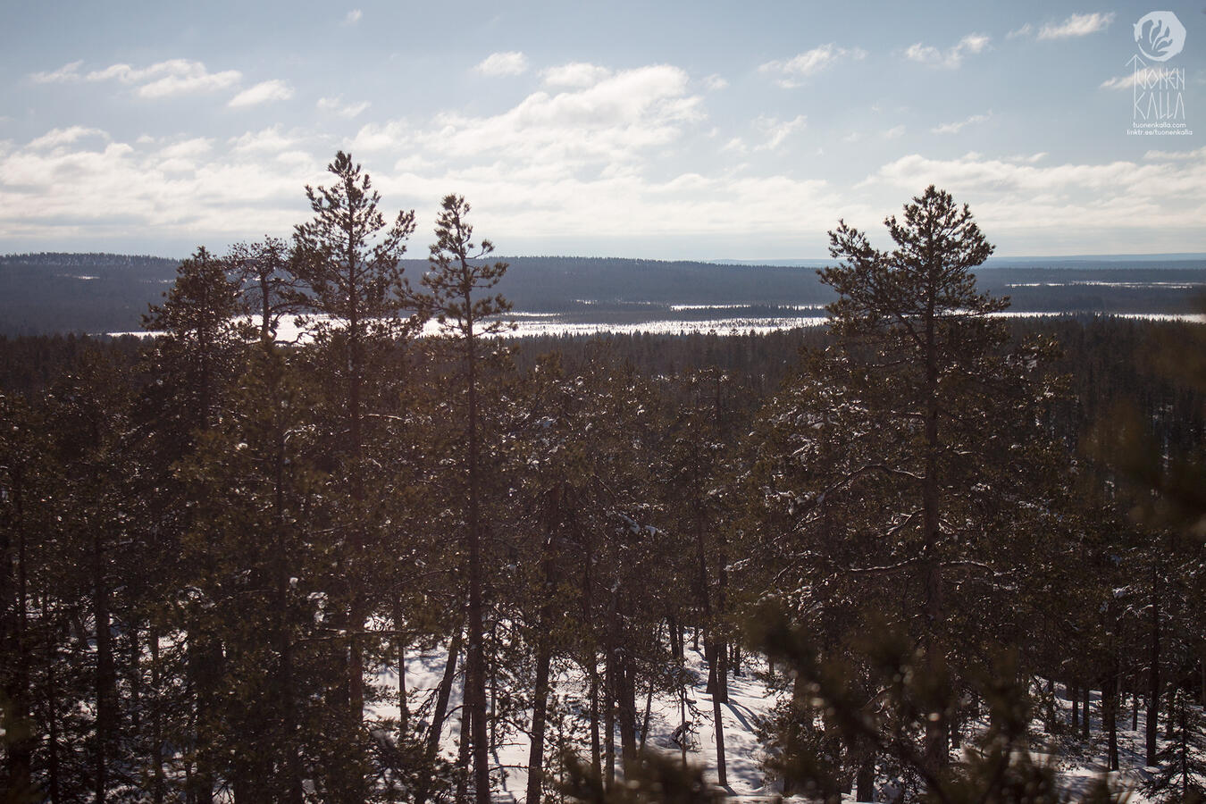 Photograph of a sunny forest during an early spring. The ground is still fully covered in snow.