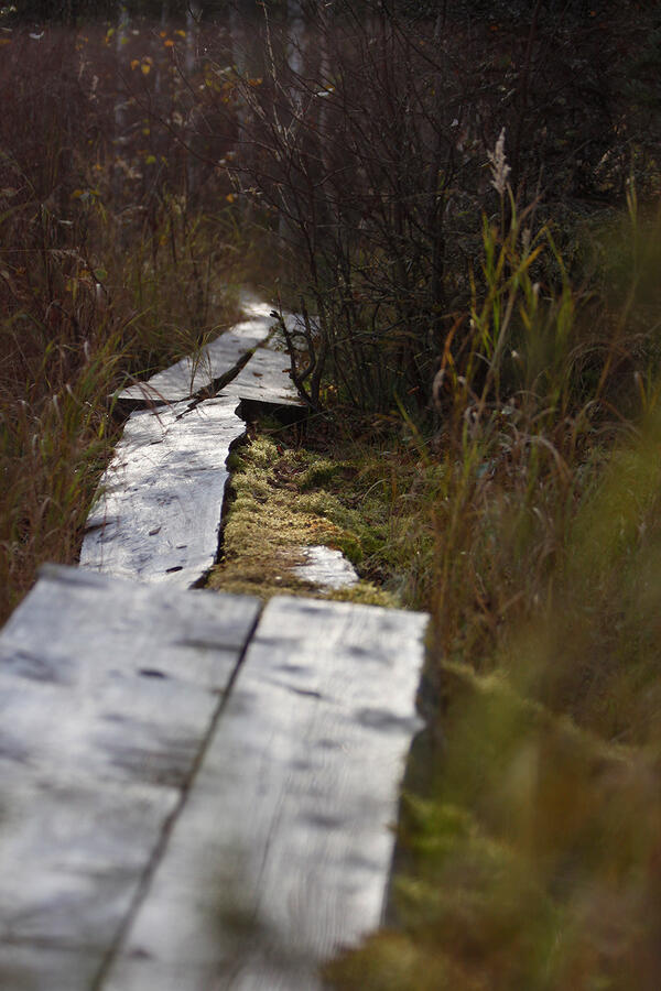 Photograph of a worn-out nature trail path.