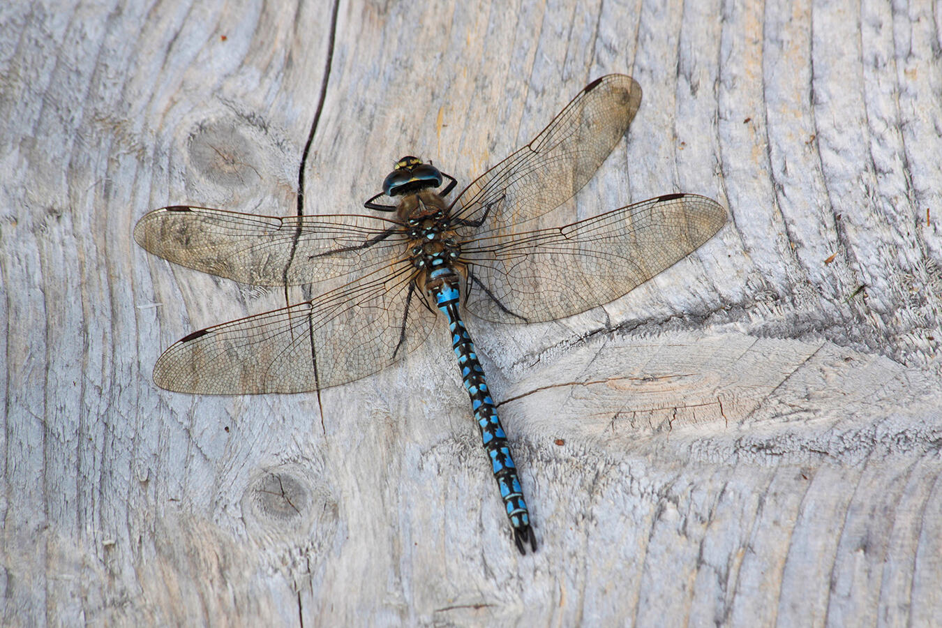 Photograph of a dragonfly resting on a wooden surface.