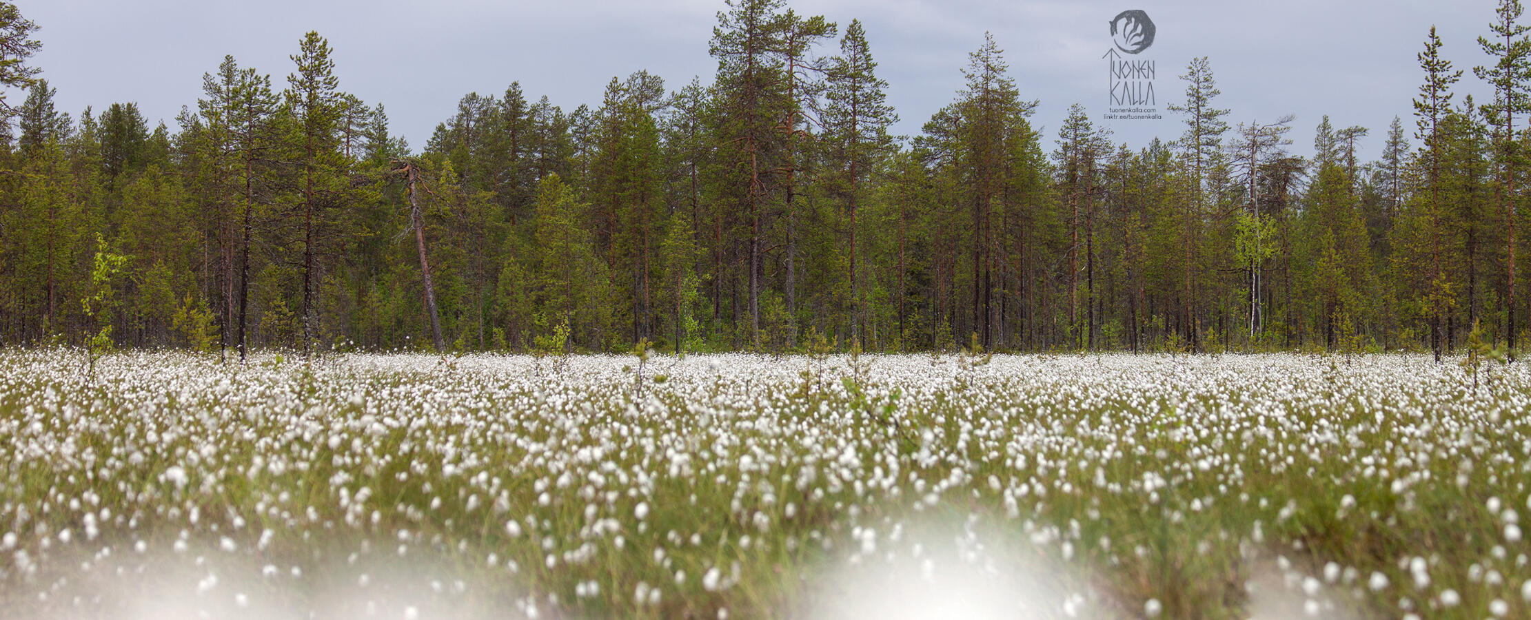 Photograph of a mire full of fluffy Eriophorum vaginatum tufts.