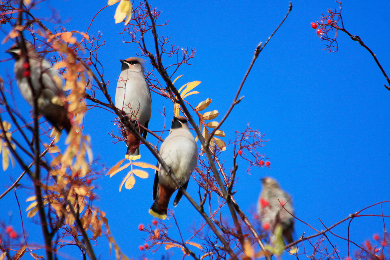 Photograph of bohemian waxwings sitting on tree branches. The sky behind them is deep blue.