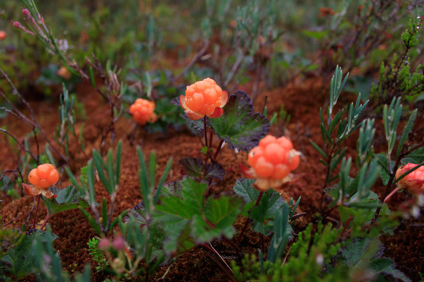 Photograph of ripe cloudberries growing on a mire.