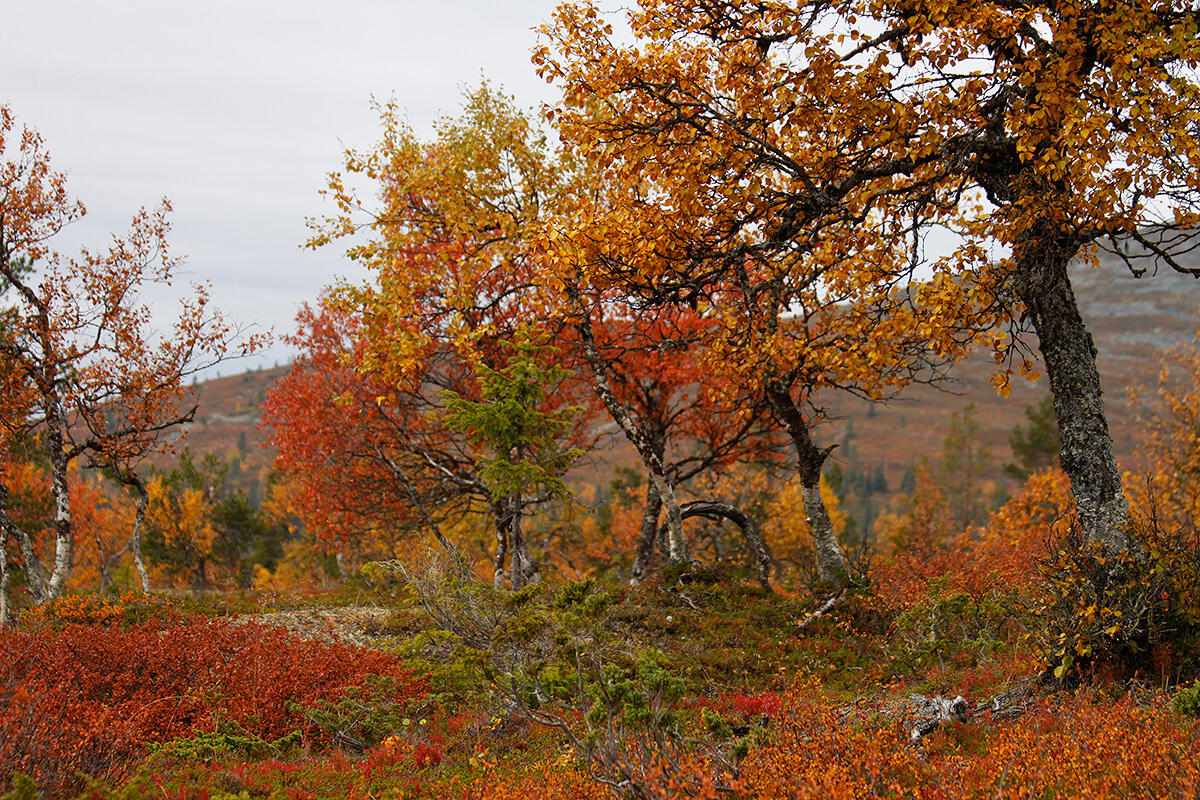 Photograph of an autumn colors of strong yellow and red at Pallas-Yllästunturi National Park
