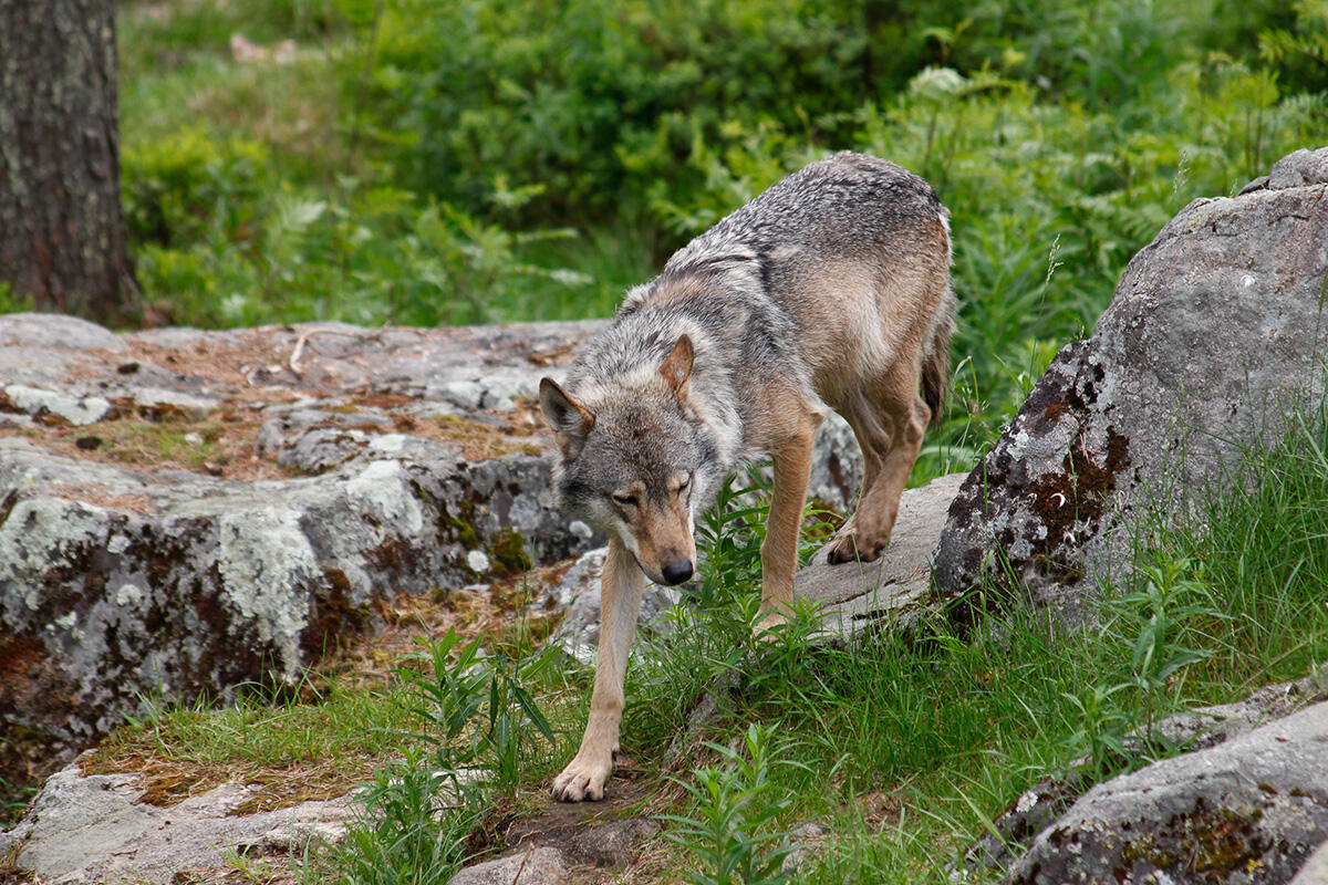 Photograph of a wolf in a zoo environment.