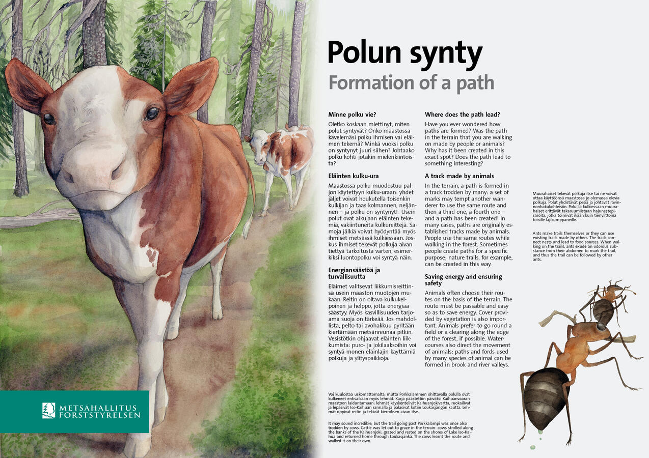 Info board for nature trail in Kaihuanvaara. Illustration and layout were my work. 2014