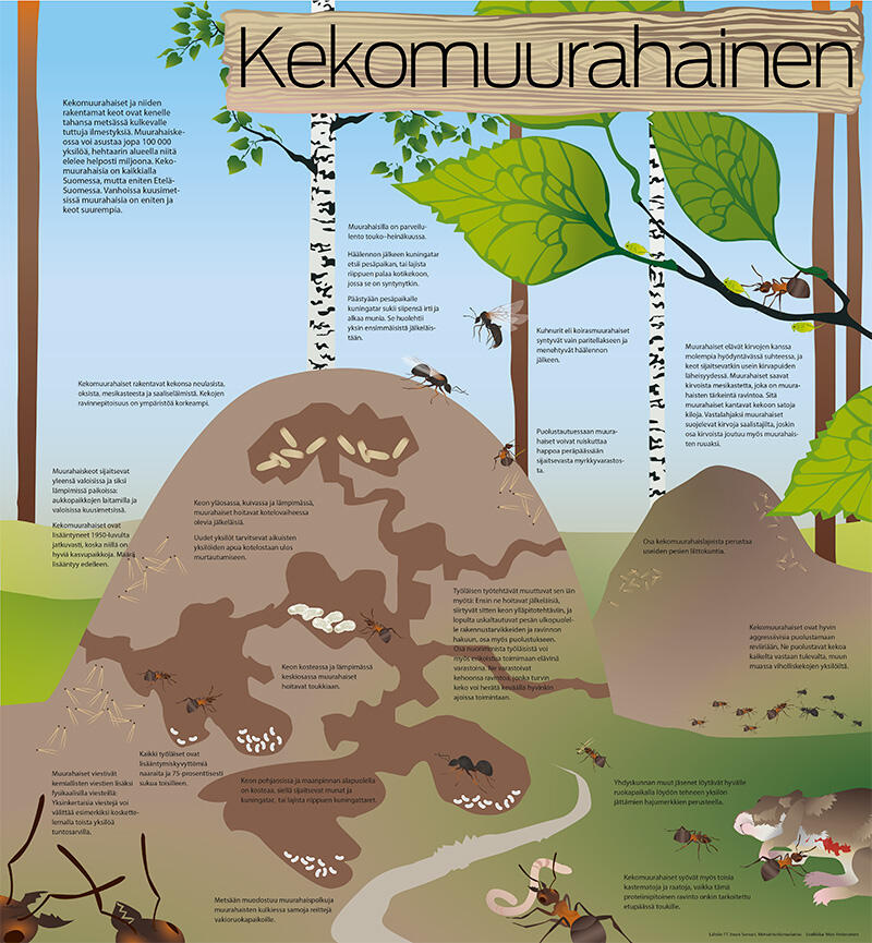 Info graphic about red wood ants for Savon Sanomat. 2012